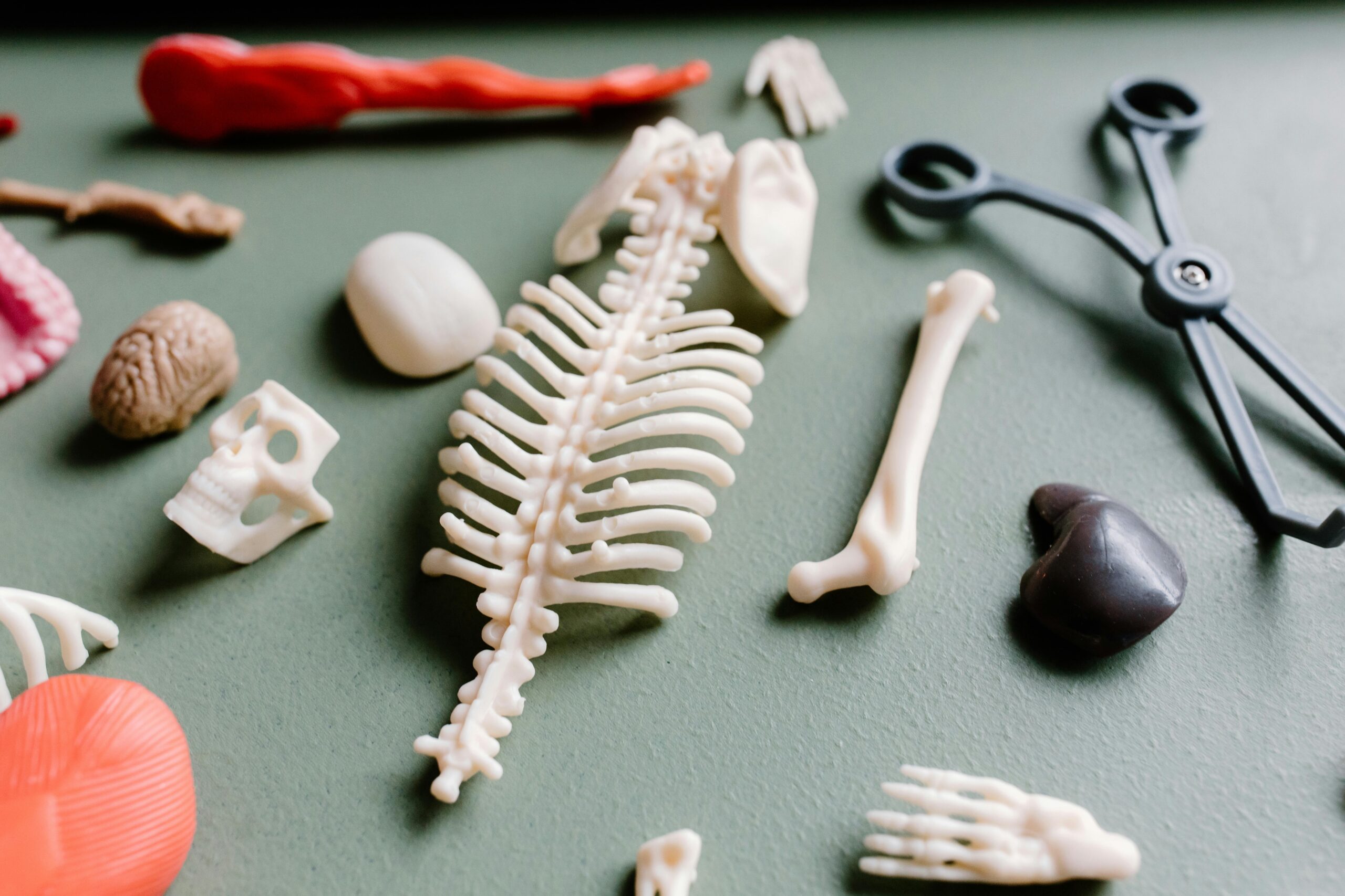 Flat lay of anatomical models and medical instruments on a green surface.